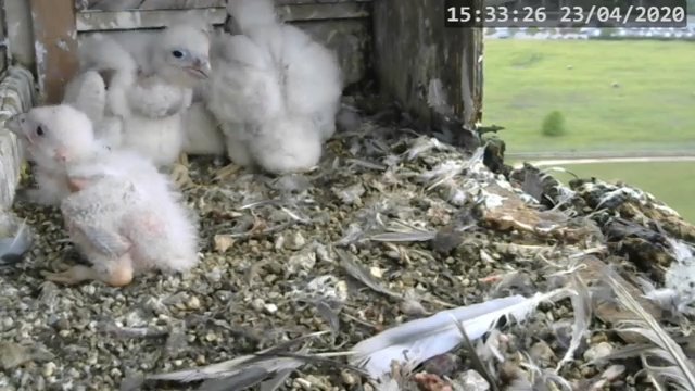Screenshotter--PeregrineFalconNestAlexVergineLiveonBirdcam-780’34”.jpg
