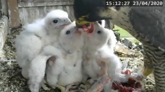 Screenshotter--PeregrineFalconNestAlexVergineLiveonBirdcam-635’25”.jpg