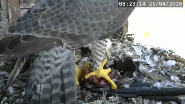 Screenshotter--PeregrineFalconNestAlexVergineLiveonBirdcam-781’14”.jpg