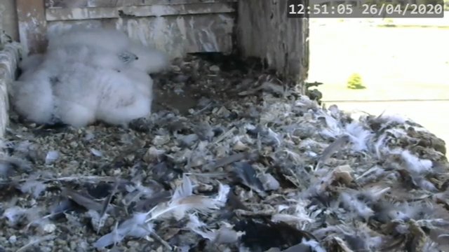 Screenshotter--PeregrineFalconNestAlexVergineLiveonBirdcam-782’38”.jpg