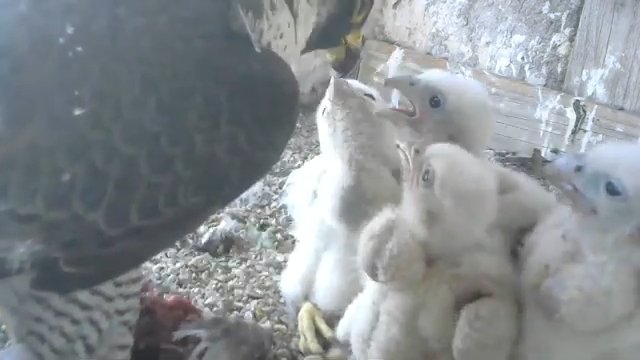 Screenshotter--PeregrineFalconNestAloaBriciolaLiveonBirdcam-761’57”.jpg