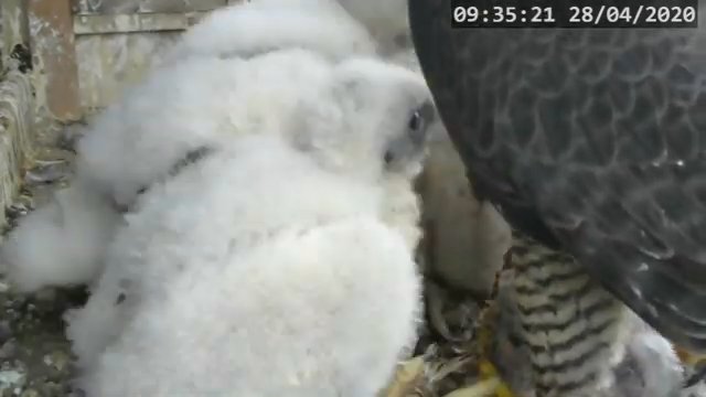 Screenshotter--PeregrineFalconNestAlexVergineLiveonBirdcam-783’30”.jpg