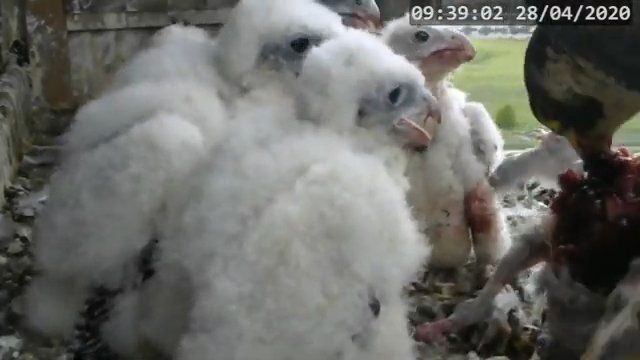 Screenshotter--PeregrineFalconNestAlexVergineLiveonBirdcam-780’12” (1).jpg