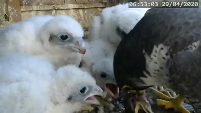 Screenshotter--PeregrineFalconNestAlexVergineLiveonBirdcam-773’59”.jpg