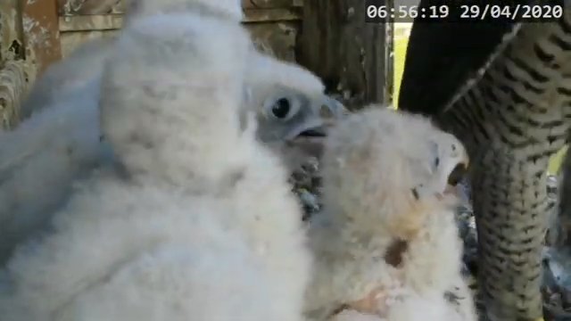 Screenshotter--PeregrineFalconNestAlexVergineLiveonBirdcam-770’48”.jpg