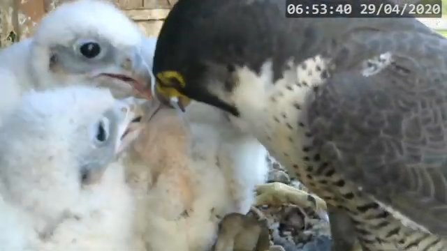 Screenshotter--PeregrineFalconNestAlexVergineLiveonBirdcam-770’10”.jpg