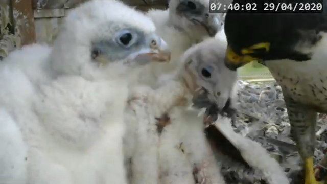 Screenshotter--PeregrineFalconNestAlexVergineLiveonBirdcam-782’12”.jpg