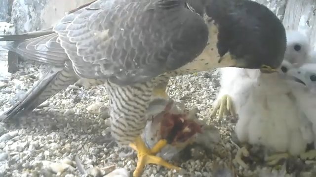 Screenshotter--PeregrineFalconNestAloaBriciolaLiveonBirdcam-781’06”.jpg