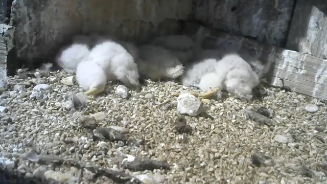 Screenshotter--PeregrineFalconNestAloaBriciolaLiveonBirdcam-780’46”.jpg