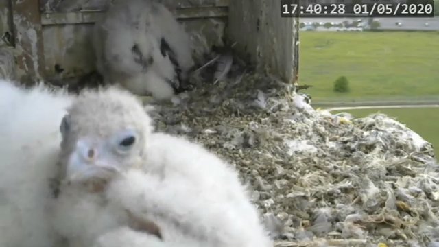 Screenshotter--PeregrineFalconNestAlexVergineLiveonBirdcam-780’07” (1).jpg