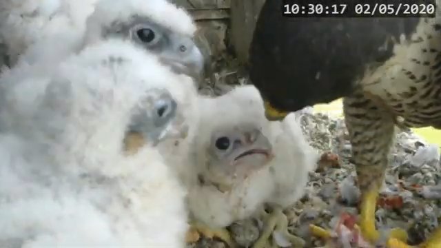 Screenshotter--PeregrineFalconNestAlexVergineLiveonBirdcam-783’48”.jpg