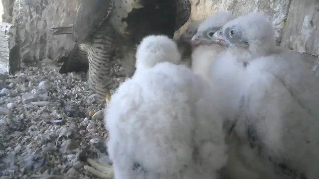 Screenshotter--PeregrineFalconNestAloaBriciolaLiveonBirdcam-780’30”.jpg