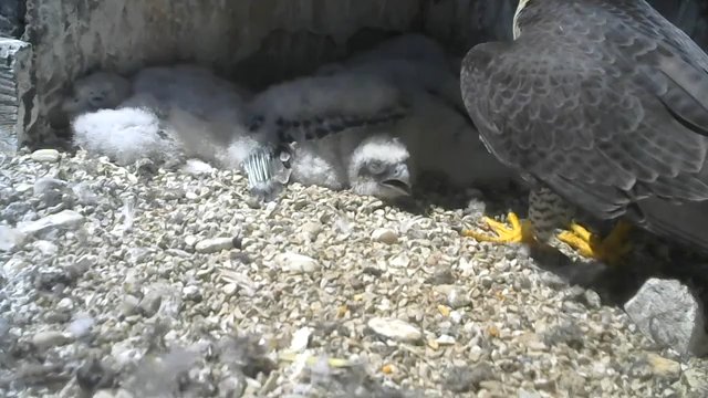 Screenshotter--PeregrineFalconNestAloaBriciolaLiveonBirdcam-780’20”.jpg