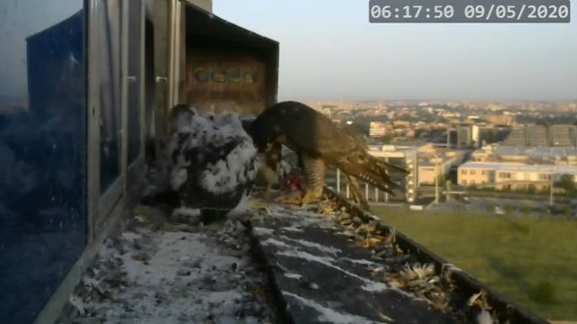 Screenshotter--PeregrineFalconNestAlexVergineLiveonBirdcam-797’01”.jpg