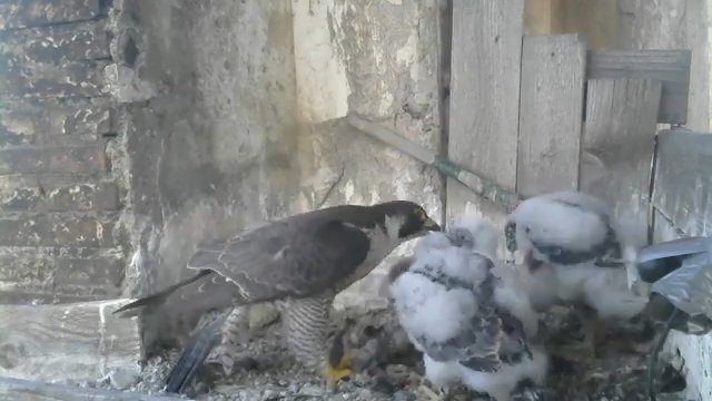 Screenshotter--PeregrineFalconNestAloaBriciolaLiveonBirdcam-780’04”.jpg