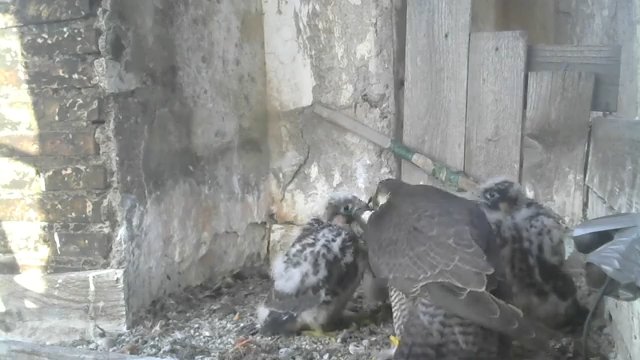 Screenshotter--PeregrineFalconNestAloaBriciolaLiveonBirdcam-780’51”.jpg