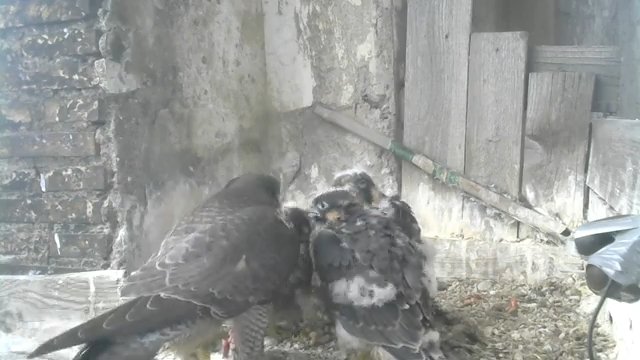 Screenshotter--PeregrineFalconNestAloaBriciolaLiveonBirdcam-780’12”.jpg