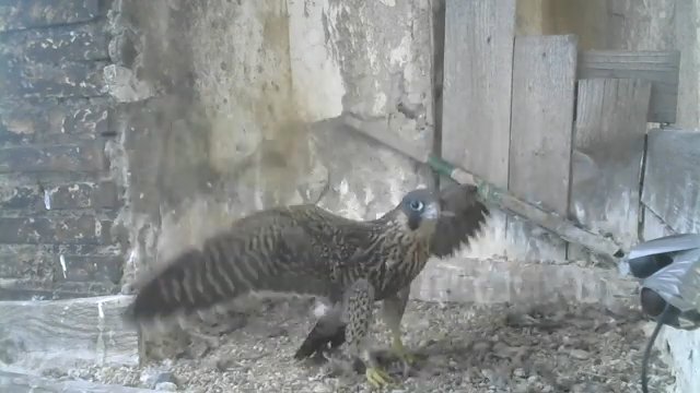 Screenshotter--PeregrineFalconNestAloaBriciolaLiveonBirdcam-781’24”.jpg