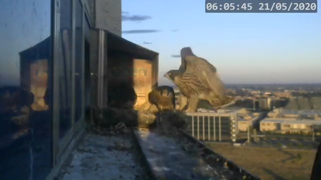 Screenshotter--PeregrineFalconNestAlexVergineLiveonBirdcam-784’40”.jpg