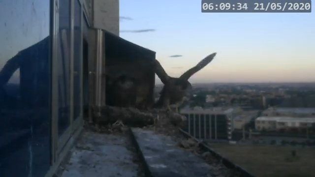 Screenshotter--PeregrineFalconNestAlexVergineLiveonBirdcam-781’10”.jpg