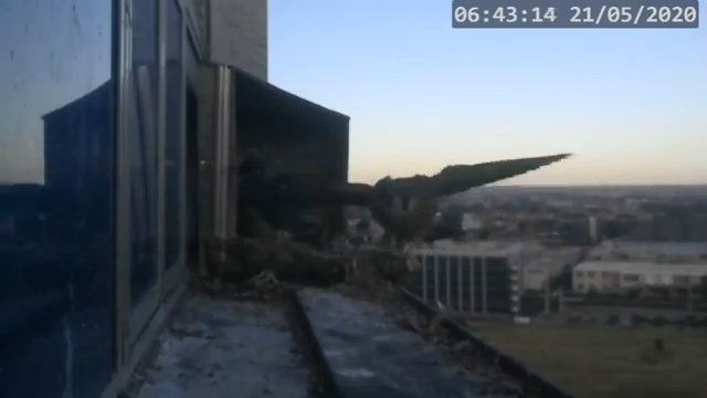 Screenshotter--PeregrineFalconNestAlexVergineLiveonBirdcam-780’07” (2).jpg