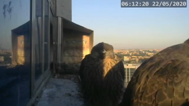 Screenshotter--PeregrineFalconNestAlexVergineLiveonBirdcam-783’30” (1).jpg