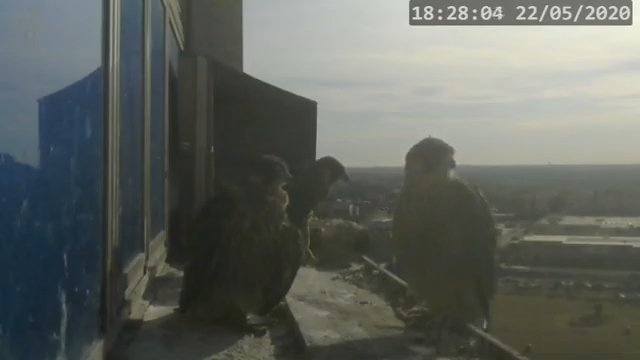 Screenshotter--PeregrineFalconNestAlexVergineLiveonBirdcam-783’46” (1).jpg