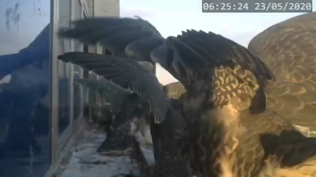 Screenshotter--PeregrineFalconNestAlexVergineLiveonBirdcam-780’51” (1).jpg