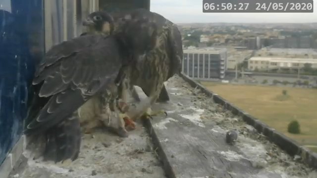 Screenshotter--PeregrineFalconNestAlexVergineLiveonBirdcam-783’43”.jpg