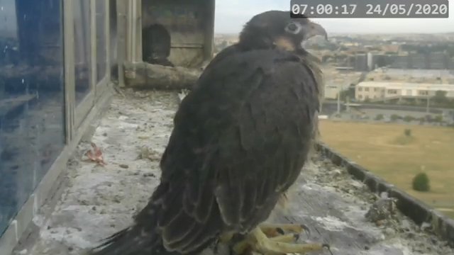 Screenshotter--PeregrineFalconNestAlexVergineLiveonBirdcam-780’23” (1).jpg