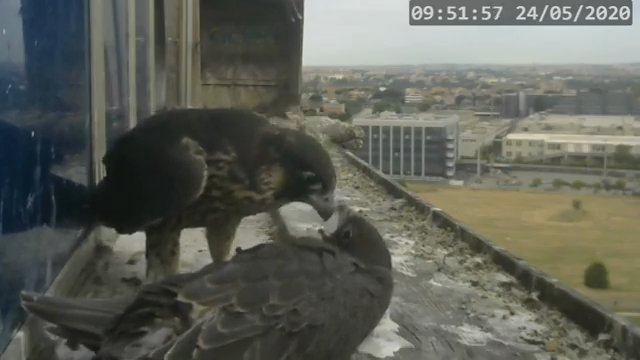 Screenshotter--PeregrineFalconNestAlexVergineLiveonBirdcam-720’36”.jpg