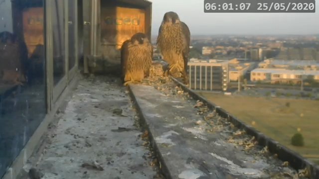 Screenshotter--PeregrineFalconNestAlexVergineLiveonBirdcam-780’13” (2).jpg