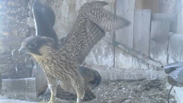 Screenshotter--PeregrineFalconNestAloaBriciolaLiveonBirdcam-781’15”.jpg