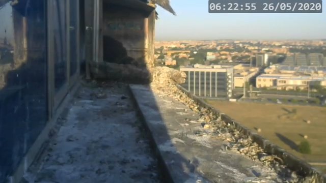 Screenshotter--PeregrineFalconNestAlexVergineLiveonBirdcam-787’26”.jpg