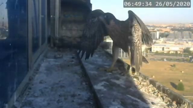 Screenshotter--PeregrineFalconNestAlexVergineLiveonBirdcam-775’20”.jpg