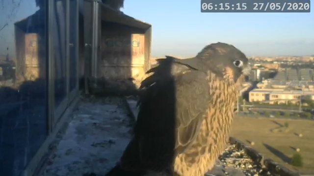 Screenshotter--PeregrineFalconNestAlexVergineLiveonBirdcam-780’27” (1).jpg