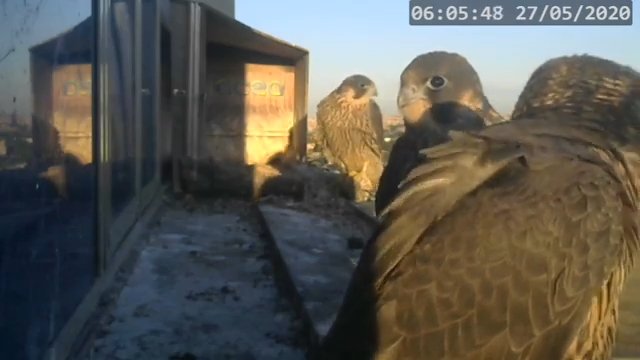 Screenshotter--PeregrineFalconNestAlexVergineLiveonBirdcam-766’53”.jpg