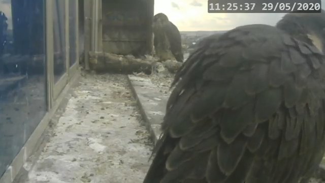 Screenshotter--PeregrineFalconNestAlexVergineLiveonBirdcam-782’04”.jpg