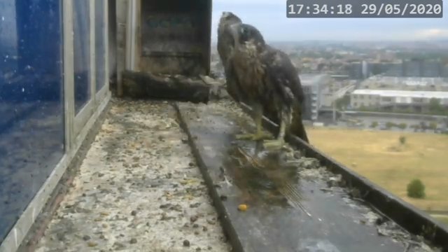 Screenshotter--PeregrineFalconNestAlexVergineLiveonBirdcam-780’18”.jpg