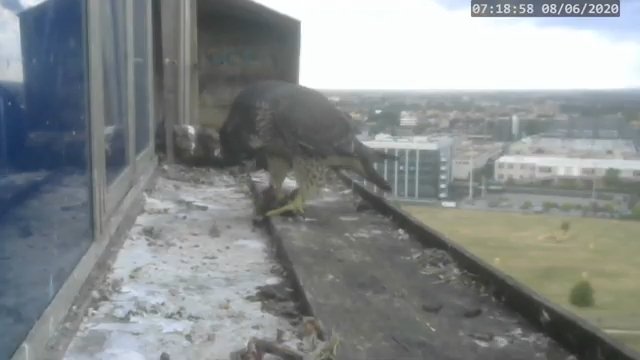 Screenshotter--PeregrineFalconNestAlexVergineLiveonBirdcam-781’22”.jpg