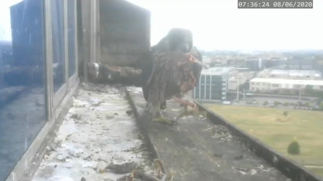 Screenshotter--PeregrineFalconNestAlexVergineLiveonBirdcam-783’24”.jpg