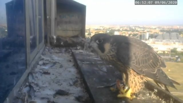 Screenshotter--PeregrineFalconNestAlexVergineLiveonBirdcam-780’32” (1).jpg