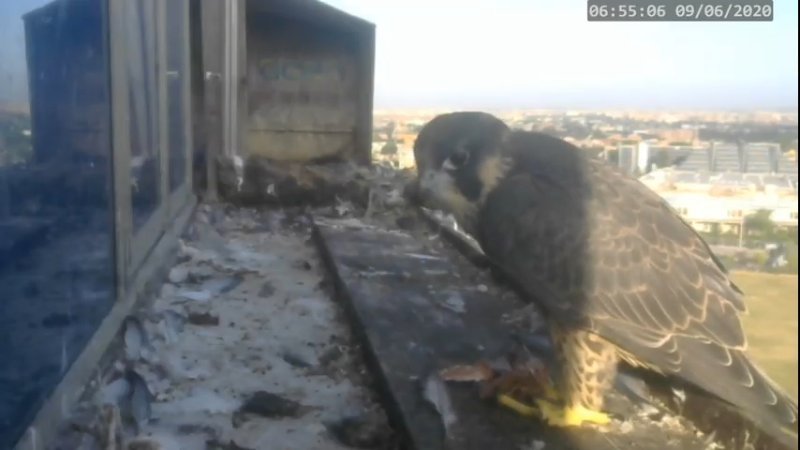 Screenshotter--PeregrineFalconNestAlexVergineLiveonBirdcam-782’27”.jpg