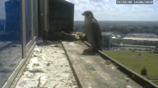 Screenshotter--PeregrineFalconNestAlexVergineLiveonBirdcam-780’04” (1).jpg