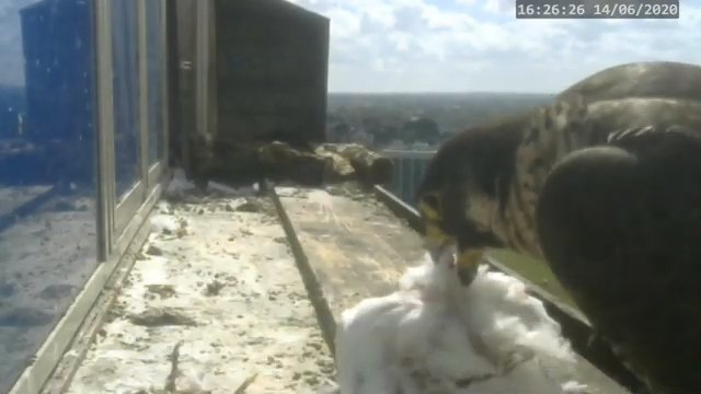 Screenshotter--PeregrineFalconNestAlexVergineLiveonBirdcam-779’20”.jpg