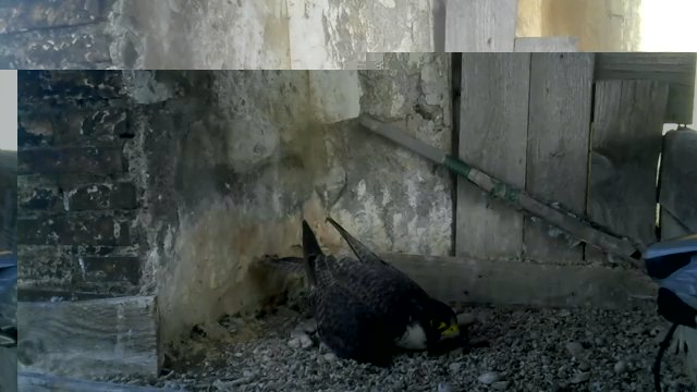 Screenshotter--PeregrineFalconNestAloaBriciolaLiveonBirdcam-740’27”.jpg