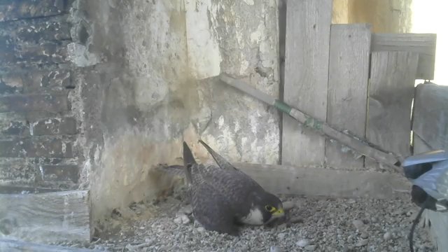 Screenshotter--PeregrineFalconNestAloaBriciolaLiveonBirdcam-740’27”.jpg