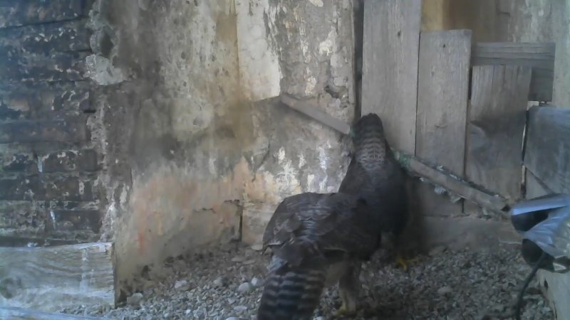 Screenshotter--YouTube-PeregrineFalconNest-AloaBriciolaLiveonBirdcam-758’05”.jpg