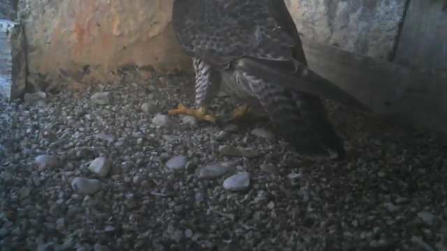 Screenshotter--YouTube-PeregrineFalconNest-AloaBriciolaLiveonBirdcam-660’08”.jpg