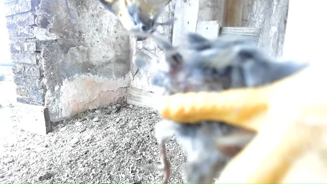 Screenshotter--YouTube-Birdcamit-PeregrineFalconsAloaBriciola-218’35”.jpg